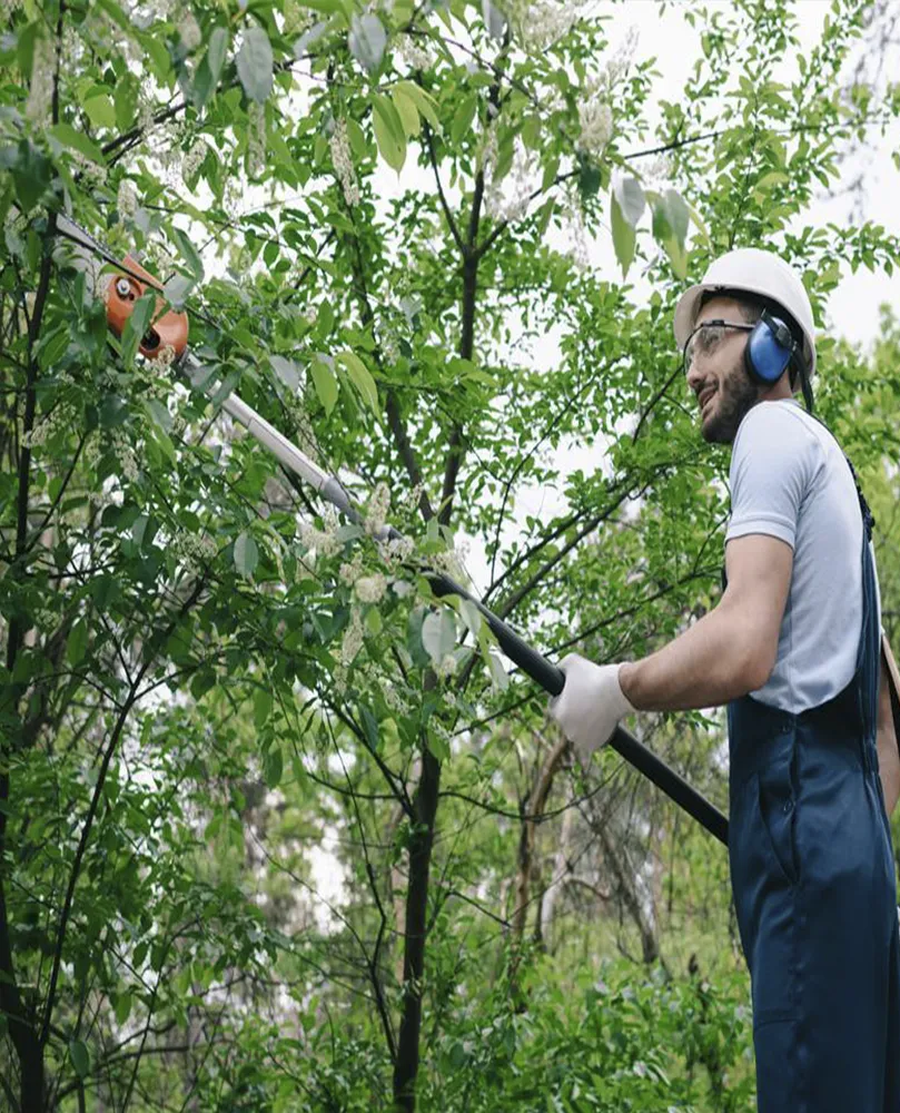 Asafe Manutenção de Jardim